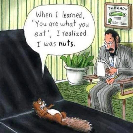 squirrel-therapy