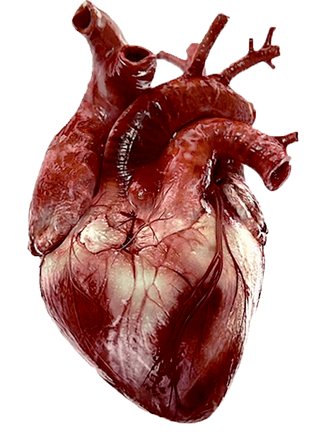 heart beat