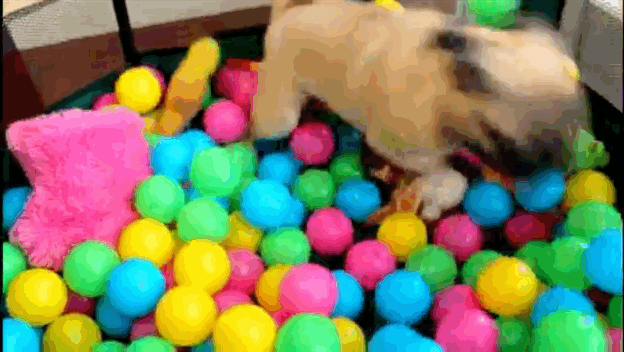 pug